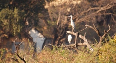 Ardea cinerea cinerea