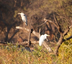 Ardea alba melanorhynchos