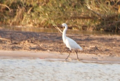 Egretta garzetta garzetta