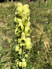 Aconitum anthora