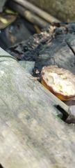 Telostylinus lineolatus