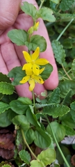 Lysimachia nummularia