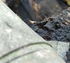 Telostylinus lineolatus