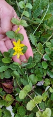 Lysimachia nummularia