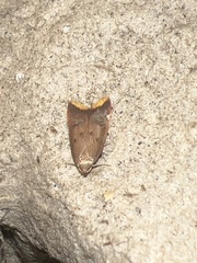 Tachystola acroxantha