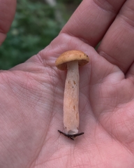 Lactarius subviscidus