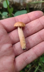 Lactarius subviscidus