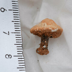 Tulostoma