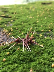 Neolamarckia cadamba