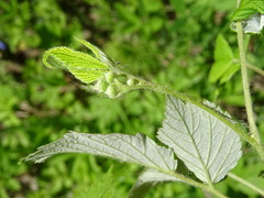 Rubus sachalinensis