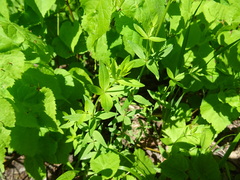 Galium × pseudoboreale