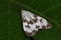 Nyctemera adversata