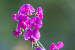 Lathyrus latifolius