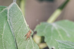 Arachnocephalus vestitus