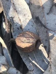 Eucalyptus planchoniana