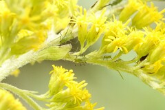 Uroleucon caligatum