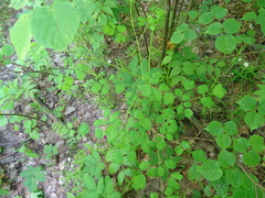 Thalictrum minus elatum