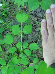 Thalictrum minus elatum