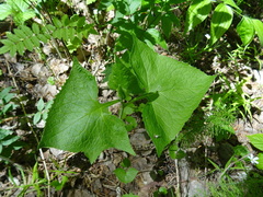 Parasenecio hastatus