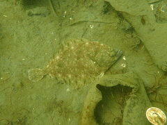 Lepidopsetta bilineata