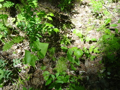 Parasenecio hastatus