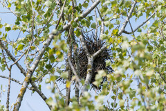 Sciurus carolinensis