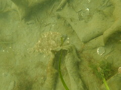 Lepidopsetta bilineata