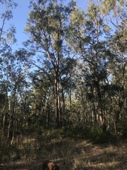 Eucalyptus planchoniana
