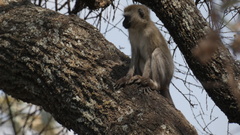 Chlorocebus pygerythrus hilgerti