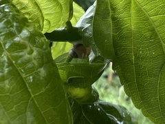 Samoana fragilis