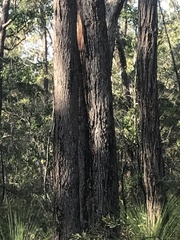Eucalyptus planchoniana