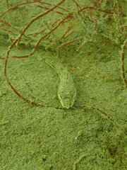 Leptocottus armatus