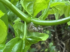 Samoana fragilis
