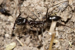 Odontomachus