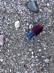 Cicindela scutellaris scutellaris