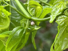 Samoana fragilis