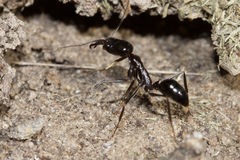 Odontomachus