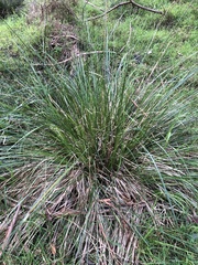 Carex appressa