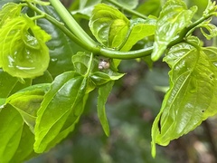 Samoana fragilis