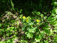 Trollius europaeus