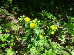Trollius europaeus