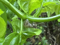 Samoana fragilis