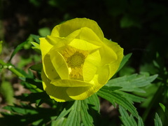 Trollius europaeus