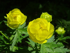 Trollius europaeus