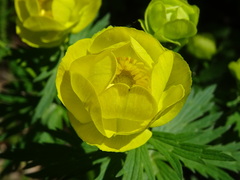 Trollius europaeus