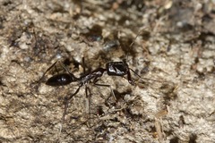 Odontomachus
