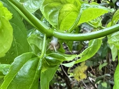 Samoana fragilis