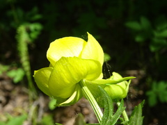 Trollius europaeus