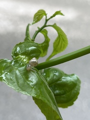 Samoana fragilis