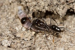 Odontomachus